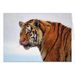 Tigers appetite cards