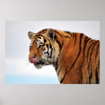 Tigers appetite poster