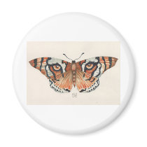 tiger's eye butterfly magnets