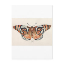 tiger's eye butterfly postcards