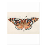 tiger's eye butterfly postcards