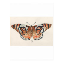 tiger's eye butterfly postcards