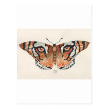 tiger's eye butterfly postcards