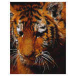 Tigers eyes flyers