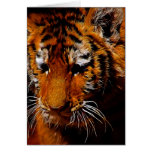 Tigers eyes greeting card