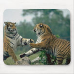 Tigers fighting  321 mousepads
