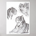 Tigers in black poster posters