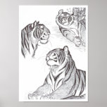 Tigers in black poster posters