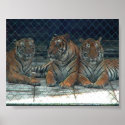 Tigers in Thailand posters