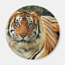 Tigers in the Wild Photos - Cards, Tees, Gifts Refrigerator Magnet