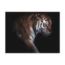Tigers search postcards