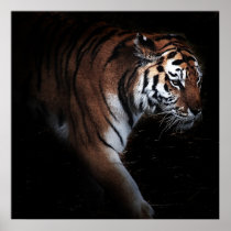 Tigers search poster