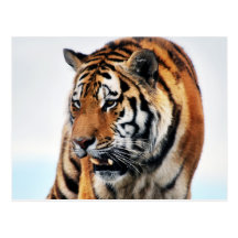 Tigers wild life post card