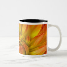 Tight in photographs of Dalhia flower with the Coffee Mug
