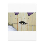 tightrope walking cat postcards