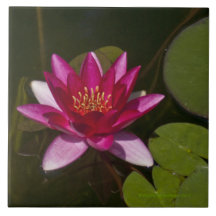 tile/trivet, "PINK LOTUS BLOSSOM"