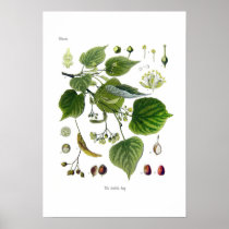 tilia ulmifolia (Linden) Print