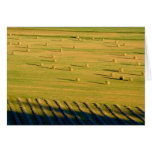 Tim Schell's Hay # 2 cards
