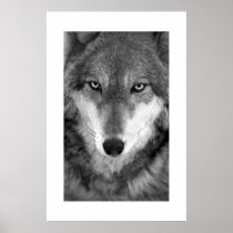 Timber Wolf #1 Posters