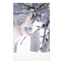 Timber Wolf, Canis lupus, Movie Animal Utah) Photograph