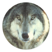 Timber-Wolf from JungleWalk.com