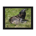 Timber Wolf Grey Wolf Wild Animal Postcards