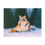 Timber Wolf Postcard