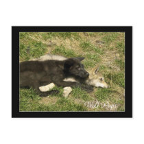 Timber Wolf Pups  Wild Animal Postcards