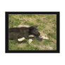 Timber Wolf Pups  Wild Animal Postcards