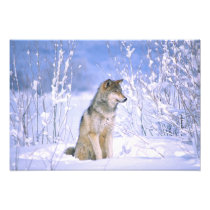 Timber Wolf sitting in the Snow, Canis lupus,