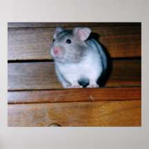 Timbit the Hamster Poster