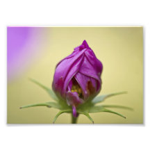 Time to Bloom Photographic Print