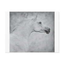 Timeless Beauty Post Cards