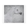 Timeless Beauty Post Cards