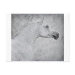 Timeless Beauty postcards
