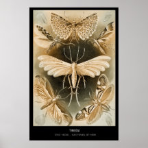 Tineida – Plate 58 - Kunstformen der Natur Poster