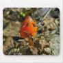 Tiny Amberina Cone Cap Mushroom Mousepad