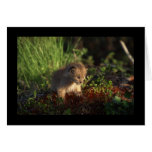 Tiny Baby Lynx Cards