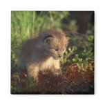 Tiny Baby Lynx Magnet