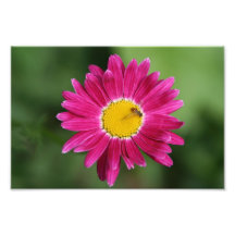 Tiny Bee on Painted Daisy Photo Art