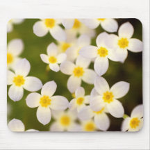 Tiny Bluet Wildflowers Mouse Pads