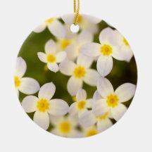 Tiny Bluet Wildflowers Ornaments