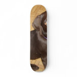 Tiny Chocolate Brown Labrador Puppy skateboards