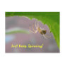Tiny Desert Spider - Postcard #2