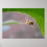 Tiny Desert Spider - Poster