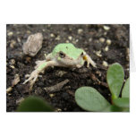 Tiny Frog Card