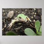Tiny Frog Poster