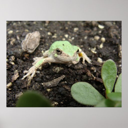 Tiny Frog Poster