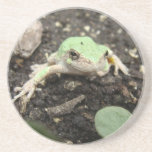 Tiny Frog Sandstone Coaster