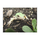 Tiny Frog Stretched Canvas Print
